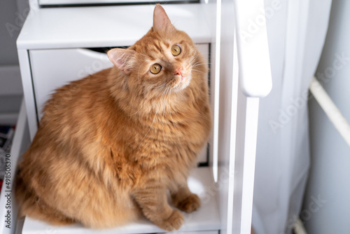 Red British cat with yellow eyes sits on the steps in a room at home. Beautiful pet.