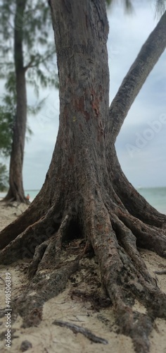 Brown and black roots of a large tree on the beach. Conceptual texture photo for wallpaper, background.