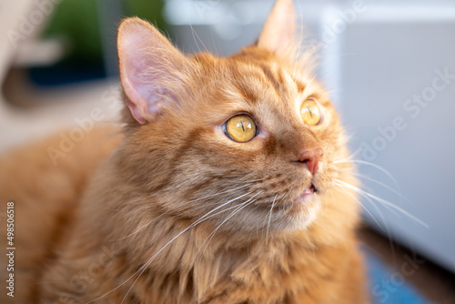 Wallpaper Mural Red British cat with yellow eyes on a blue carpet in a room at home. Beautiful pet. Torontodigital.ca