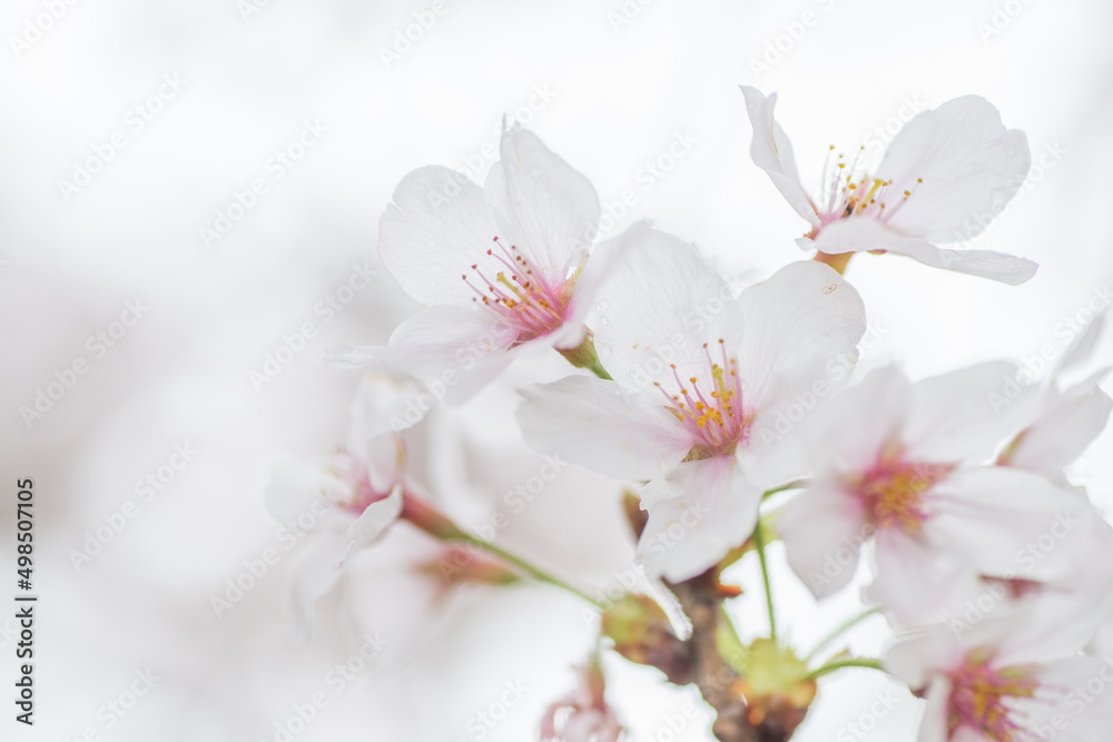 透明感のある桜(アップ) 透明感のある桜(アップ)