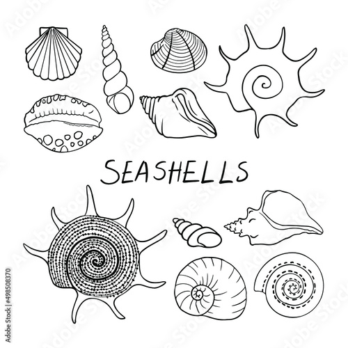 Vector set of sea shells.