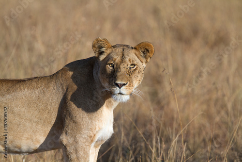 Close up portrait of female wild african lioness with yellow eyes and flies