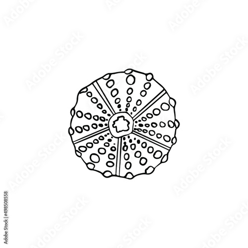 Single vector element isolated on white background. Sea urchin.