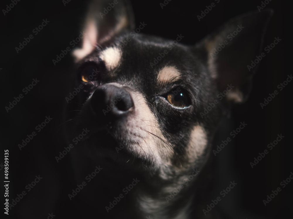 chihuahua dog portrait