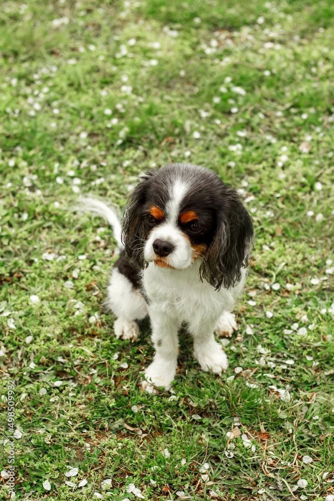 a cute little decorative dog sits and looks around. High-quality photo. King Charles spaniel on the green grass. dwarf breed of dogs.  photo of a dog on a poster, calendar, postcard