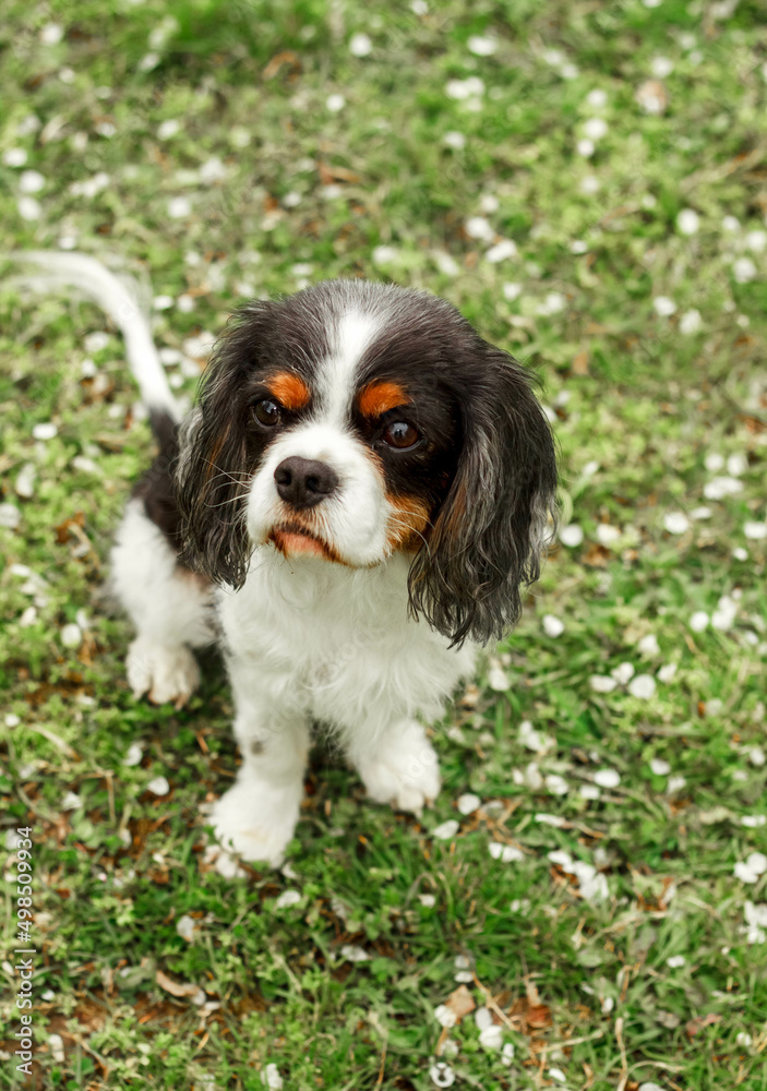 a cute little decorative dog sits and looks around. High-quality photo. King Charles spaniel on the green grass. dwarf breed of dogs. photo of a dog on a poster, calendar, postcard a cute little decorative dog sits and looks around. High-quality photo. King Charles spaniel on the green grass. dwarf breed of dogs. photo of a dog on a poster, calendar, postcard