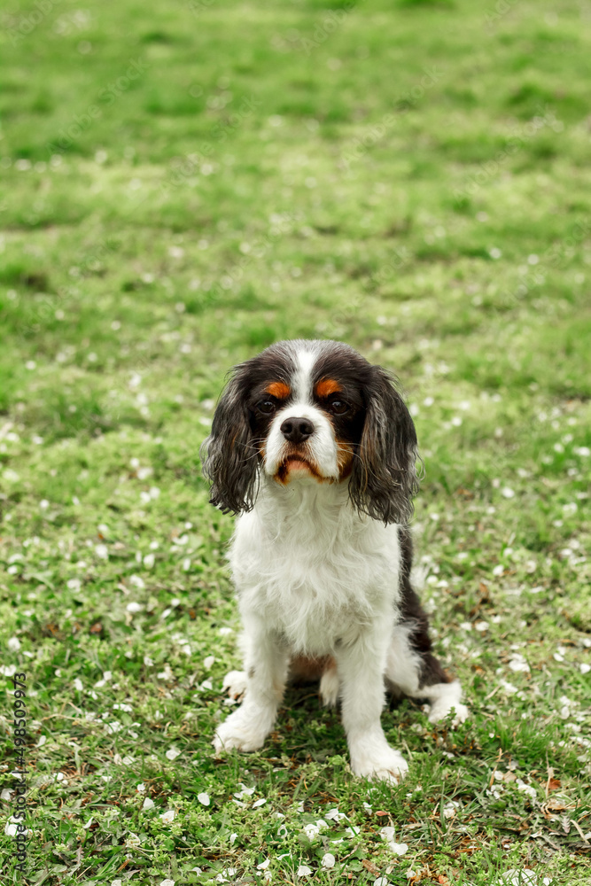 a cute little decorative dog sits and looks around. High-quality photo. King Charles spaniel on the green grass. dwarf breed of dogs.  photo of a dog on a poster, calendar, postcard