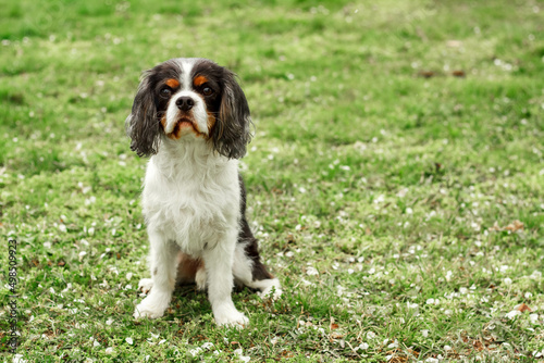 a cute little decorative dog sits and looks around. High-quality photo. King Charles spaniel on the green grass. dwarf breed of dogs. photo of a dog on a poster, calendar, postcard