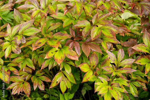 Fototapeta Naklejka Na Ścianę i Meble -  Leaves of peony damaged by powdery mildew. Garden plant disease