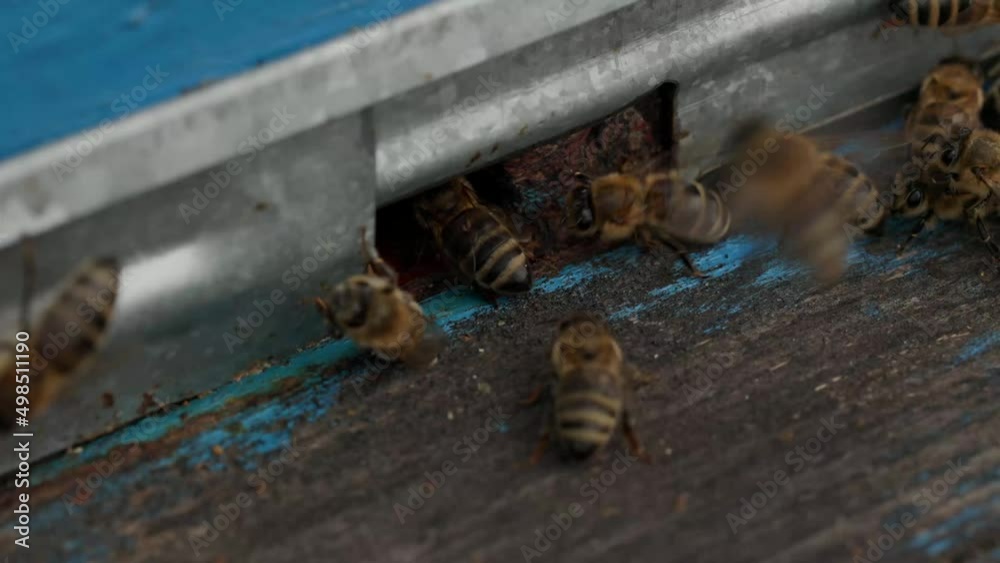 Bee close up. Bees at the bee hive. Swarm of bees Bee close up. Bees at the bee hive. Swarm of bees