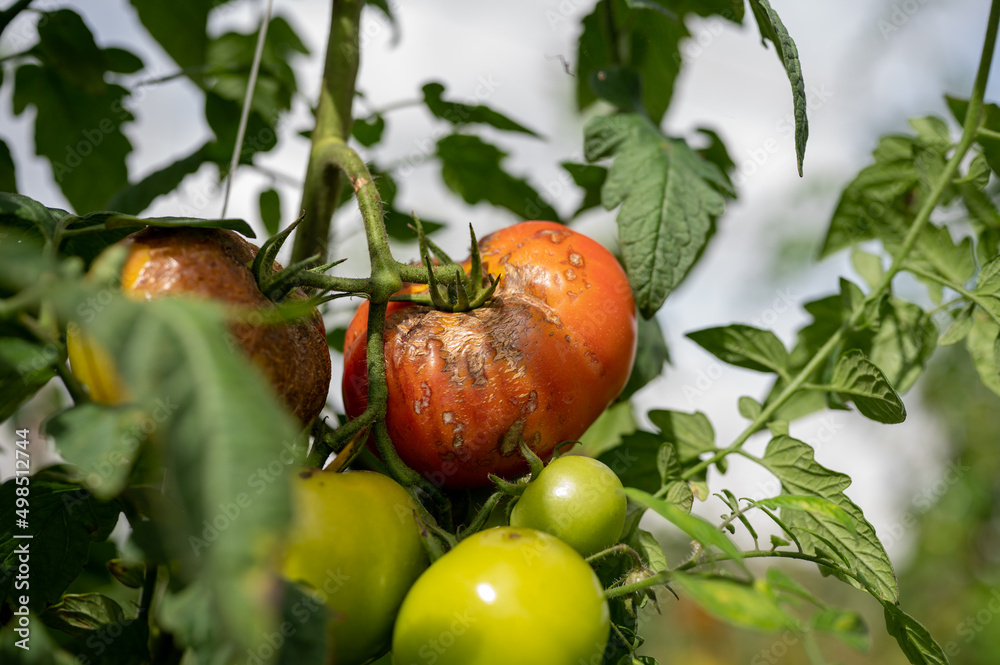 tomatoes in the garden with brown skin affected from disease tomatoes in the garden with brown skin affected from disease