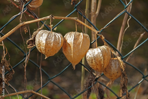 Physalis photo