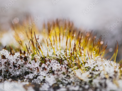 Macro forest