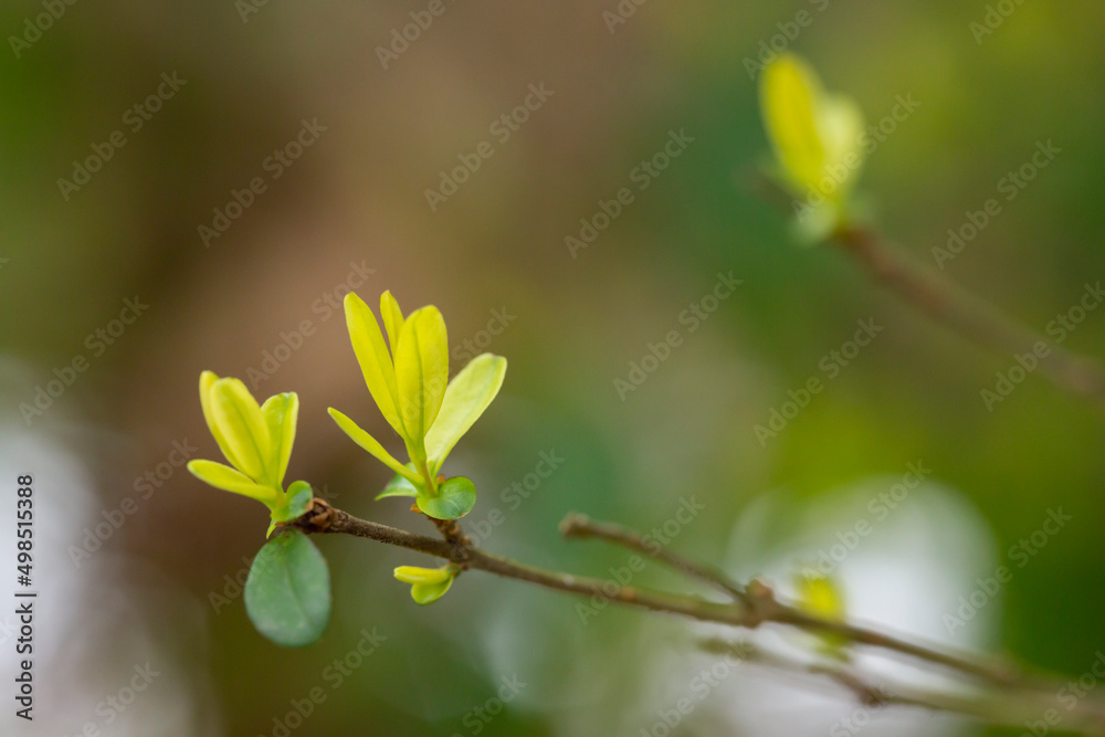 close-up of branches of trees and shrubs with buds and first leaves in spring. The concept is a new life. close-up of branches of trees and shrubs with buds and first leaves in spring. The concept is a new life.