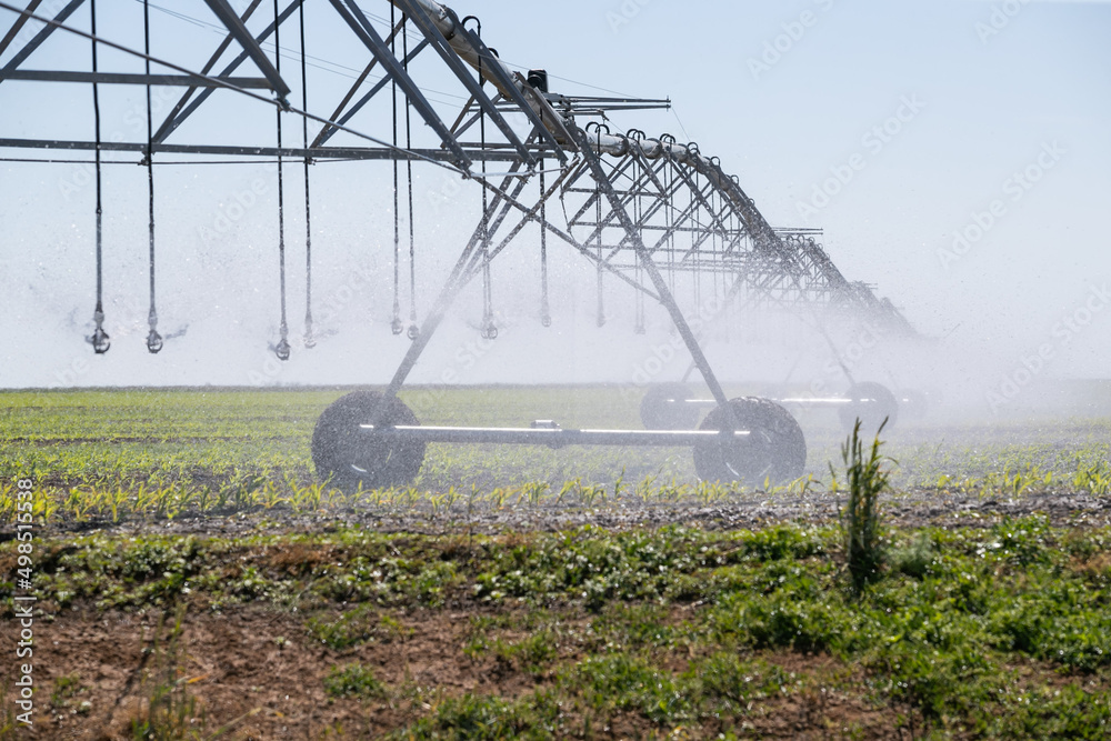 Automated irrigation system in agriculture. Agriculture: irrigation of agricultural crops. corn plantation corn farm