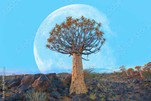 Sunrise at the Quiver Tree Forest with full moon near Keetmanshoop, Namibia 
