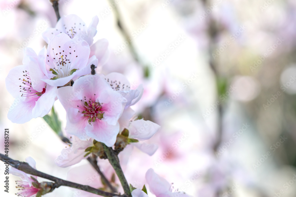 Obraz premium Spring peach flower on nature blurred background. Seasonal concept - springtime, spring blooming. Copy space. Selective focus, close-up