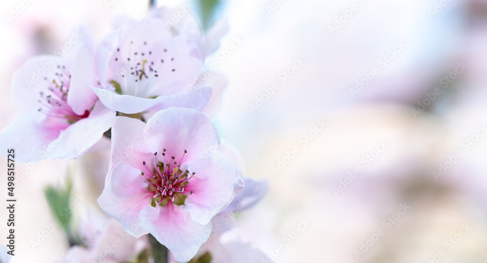 Spring peach flower on nature blurred background. Seasonal concept - springtime, spring blooming. Copy space. Selective focus, close-up Spring peach flower on nature blurred background. Seasonal concept - springtime, spring blooming. Copy space. Selective focus, close-up