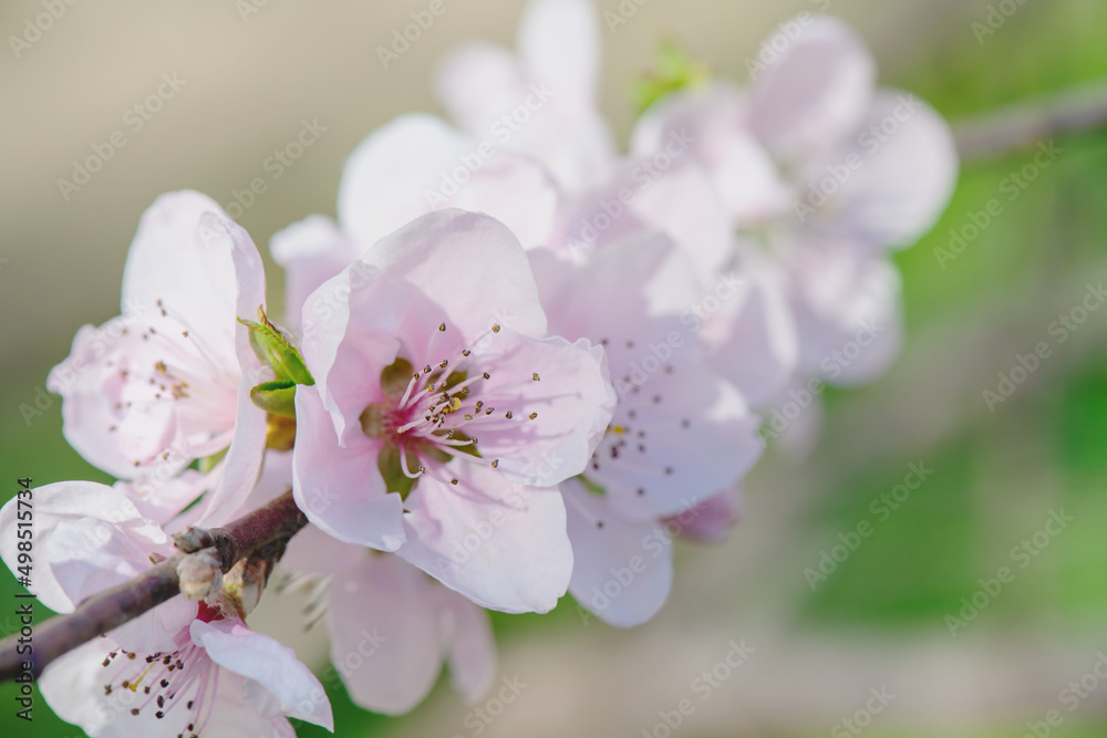 Spring peach flower on nature blurred background. Seasonal concept - springtime, spring blooming. Copy space. Selective focus, close-up Spring peach flower on nature blurred background. Seasonal concept - springtime, spring blooming. Copy space. Selective focus, close-up