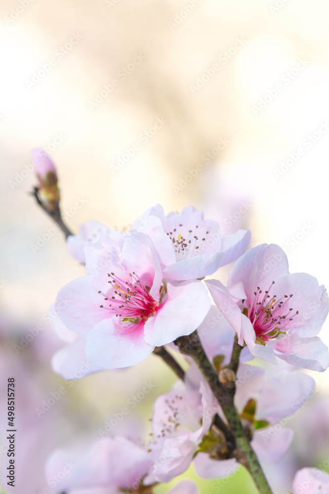 Spring peach flower on nature blurred background. Seasonal concept - springtime, spring blooming. Copy space. Selective focus, close-up