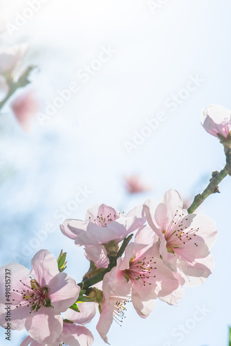 Spring peach flower on nature blurred background. Seasonal concept - springtime, spring blooming. Copy space. Selective focus, close-up