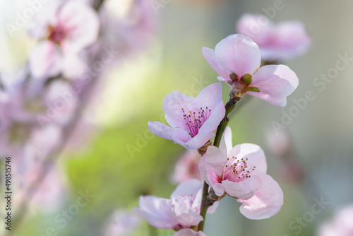 Spring peach flower on nature blurred background. Seasonal concept - springtime  spring blooming. Copy space. Selective focus  close-up