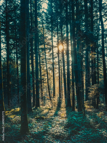 forêt d'automne