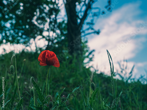 Coquelicot du soir