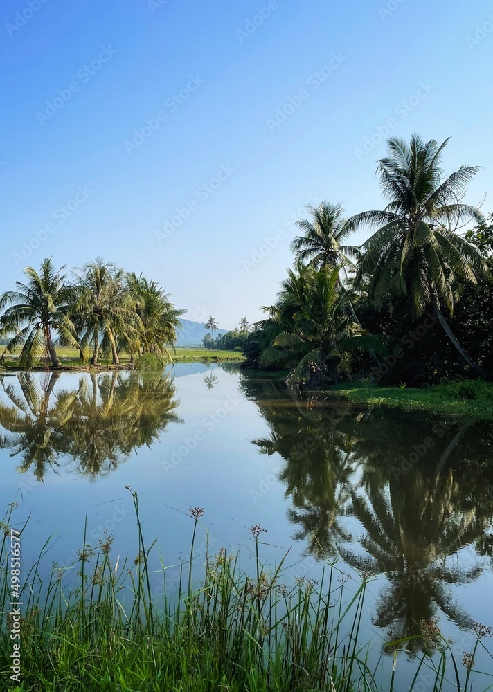 palm trees and reflection in the calm water