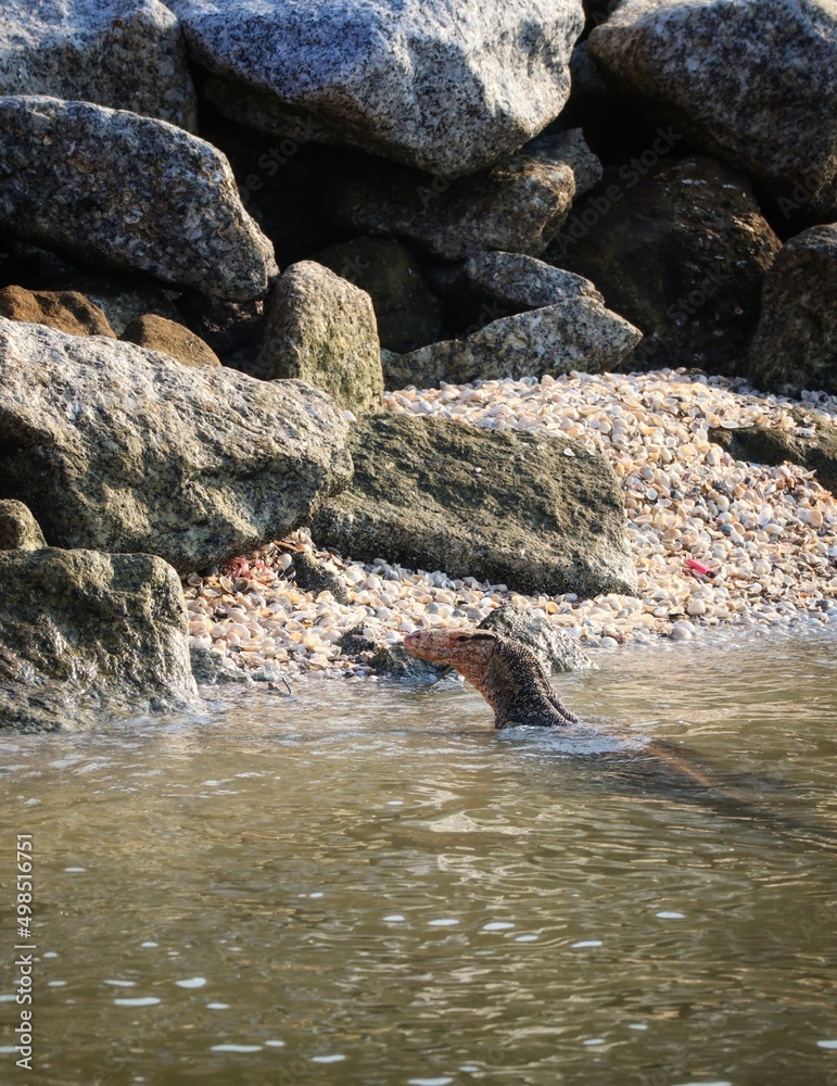 Naklejka premium giant asian lizard at ricky beach