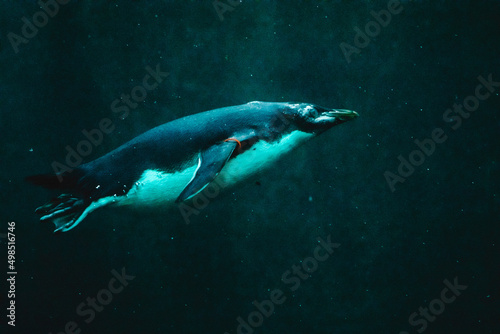 Tauchender junger Felsenpinguin