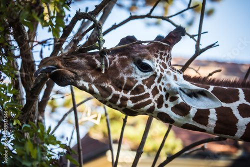 Giraffe streckt den Hals um von Ästen zu essen photo