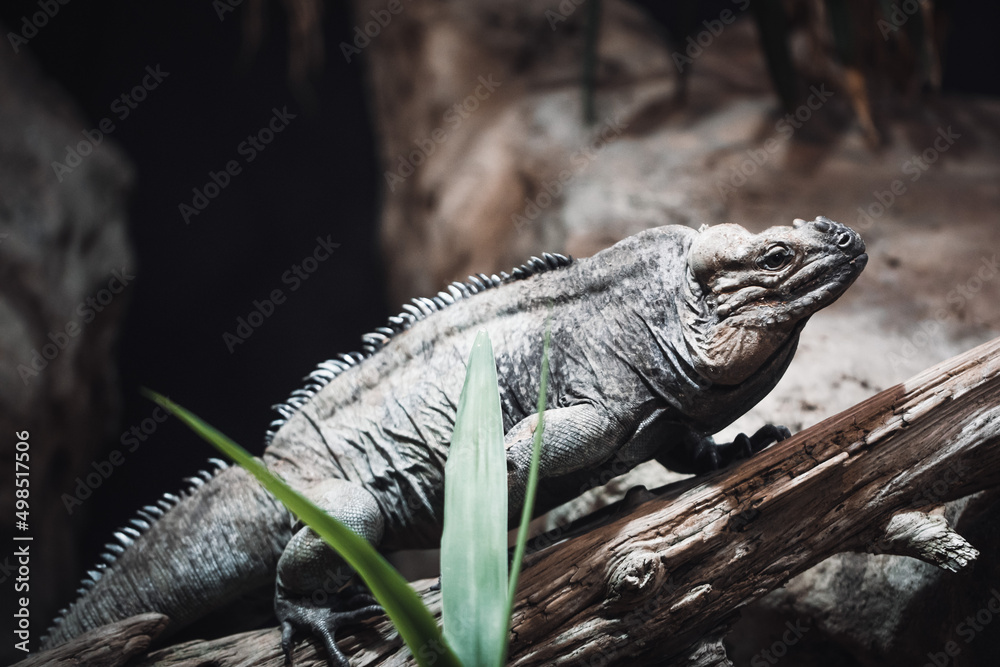 Obraz premium Nashornleguan