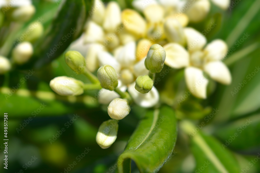 Mock Orange Mock Orange