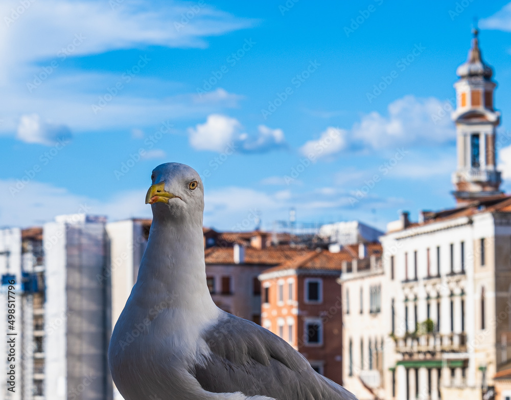 Beautiful view of a seagull's head with Venice in the background Beautiful view of a seagull's head with Venice in the background