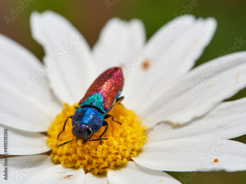 A jewel beetle on a flower. Anthaxia croesus.