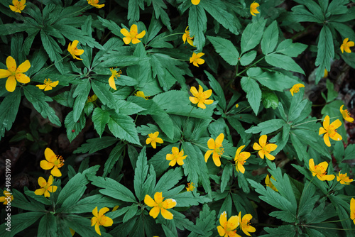 Green leaves and yellow flowers Trollius. Green leaf texture, nature background