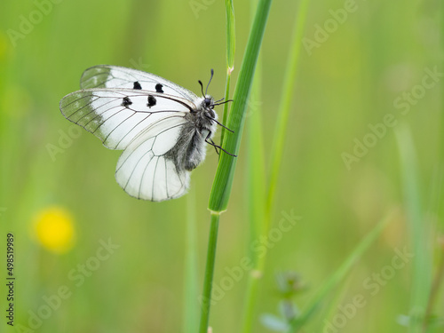 Clouded Apollo (Parnassius mnemosyne) butterfly in a meadow
