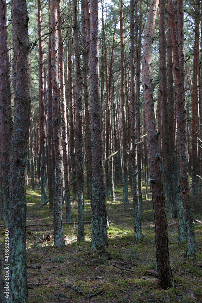 Coniferous forest on the Curonian Spit, Kaliningrad region. Coniferous forest on the Curonian Spit, Kaliningrad region.