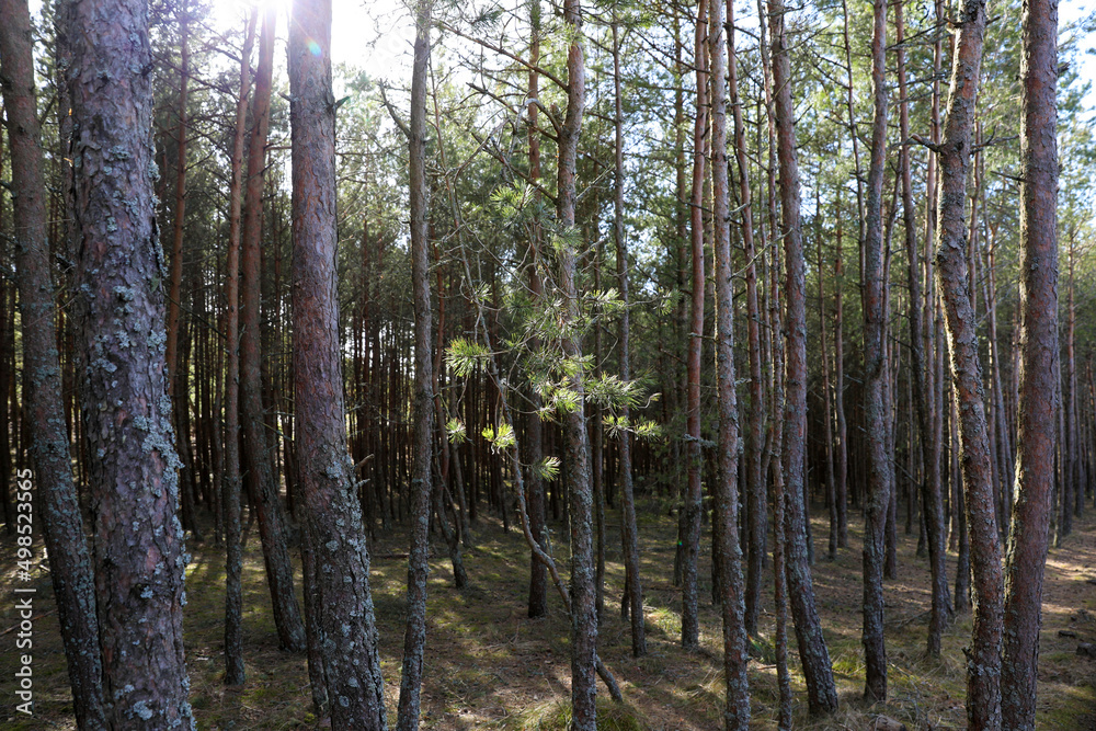 Obraz premium Coniferous forest on the Curonian Spit, Kaliningrad region.
