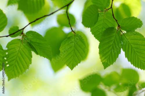 Green leaves plants nature ...