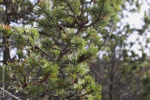 Fotografi Coniferous forest on the Curonian Spit, Kaliningrad region.