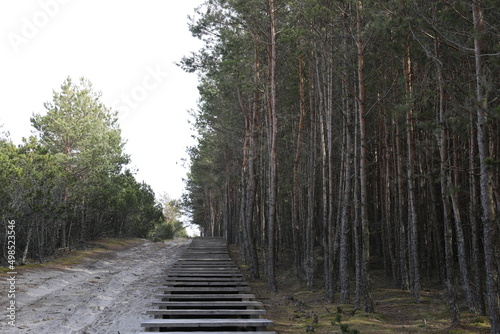 Fotografi Coniferous forest on the Curonian Spit, Kaliningrad region.