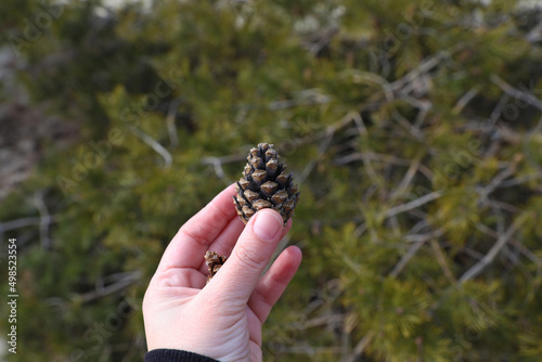 Billede på lærred Coniferous forest on the Curonian Spit, Kaliningrad region.