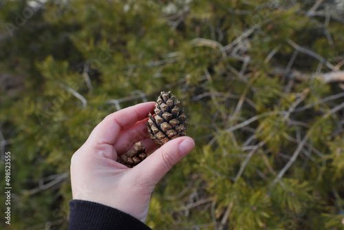 Billede på lærred Coniferous forest on the Curonian Spit, Kaliningrad region.