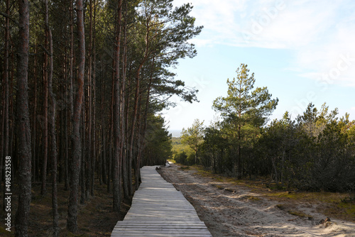 Billede på lærred Coniferous forest on the Curonian Spit, Kaliningrad region.