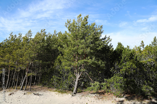 Fotografi Coniferous forest on the Curonian Spit, Kaliningrad region.