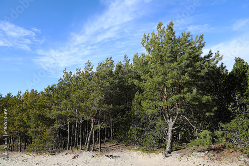 Billede på lærred Coniferous forest on the Curonian Spit, Kaliningrad region.
