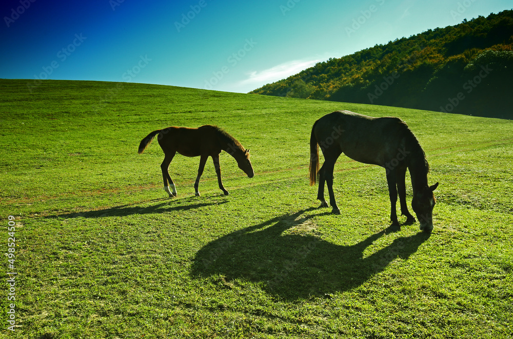 Horses outdoor in ranch at beauty landscape Horses outdoor in ranch at beauty landscape