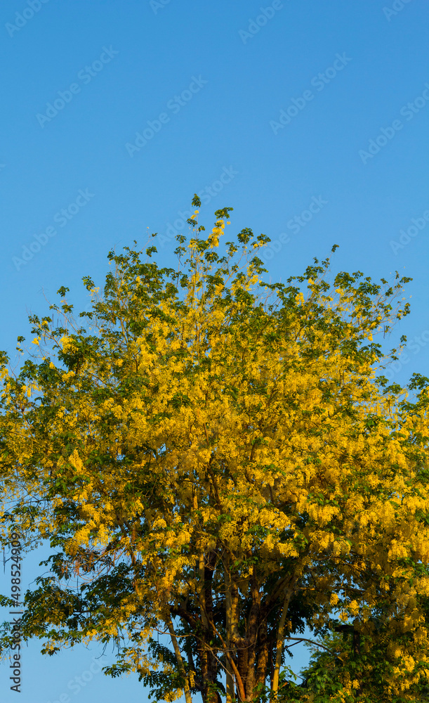 Koon flower - golden yellow in the blue sky at dawn or at dawn, the natural beauty that blooms in the mountain sky and the morning atmosphere in summer is a famous tourist destination of Thailand.